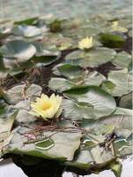 Matthieu LANDON - MATTHIEU LANDON